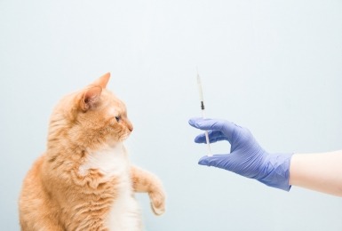 Rosse kat kijkt naar gehandschoende hand met injectiespuitje