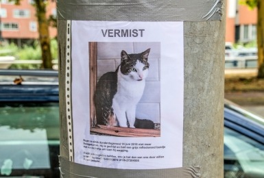 Vermiste kat op poster tegen boom 