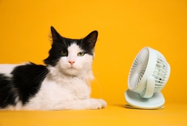 Zwart-witte kat voor ventilator met gele achtergrond