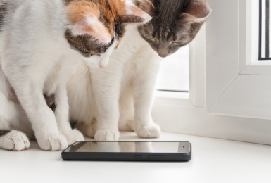 Twee katten kijken naar smartphone op vensterbank