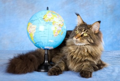 Maine coon ligt naast wereldbol