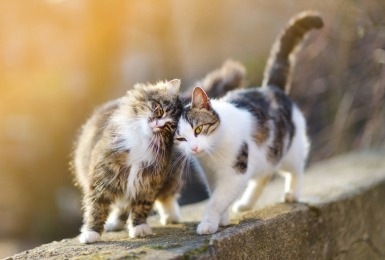Twee katten lopen innig naast elkaar
