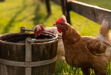 Kippen drinken van oude, houten emmer 