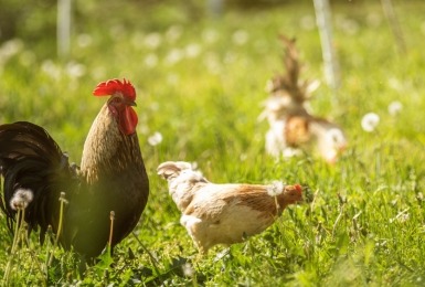 Haan en kippen in het gras op een zonnige dag