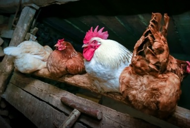 Drie kippen en een haan zitten knus op een zitstok in een donker nachthok