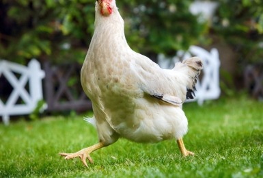 Gekke lopende kip