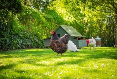 Kip in grote, groene, schaduwrijke ren met kippenhok