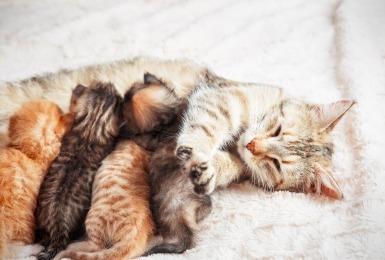 Kittens zogen bij moederpoes