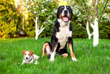 Kleine en grote hond in het gras