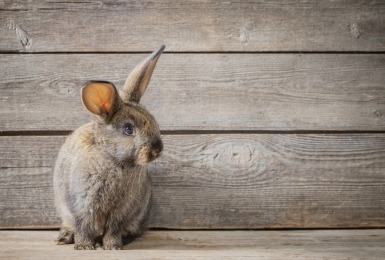 Grijs konijn voor houten schutting