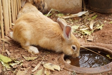Bruin konijn drinkt uit open drinkbak met water