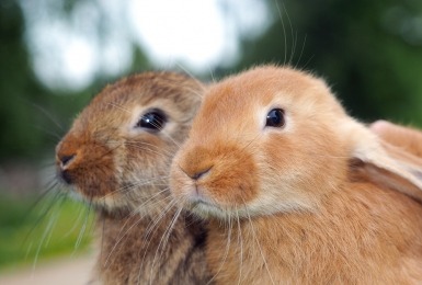 Portret van twee konijnen 
