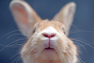 Een konijnenneus van dichtbij