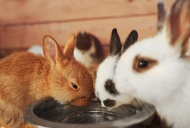 Drie konijntjes drinken water uit een bakje