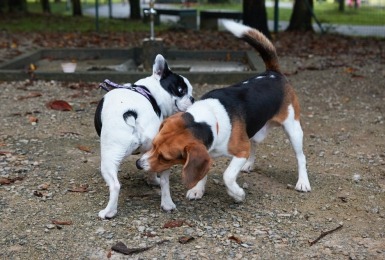 Twee honden ruiken aan elkaars kont