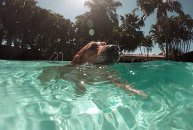 Hond zwemt in het water