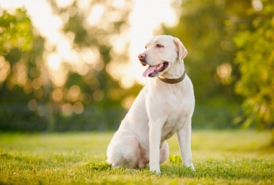 Labrador in het gras
