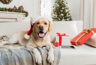 Hond met kerstmuts bij kerstboom en pakjes