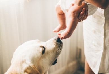 Labrador ruikt aan babyvoetjes