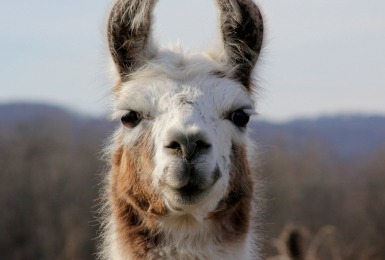 Lama 