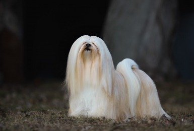 Lhasa apso 