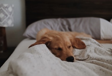 Mag je hond op bed slapen bij jou? 