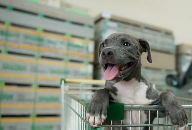 zijn_honden_toegestaan_in_de_supermarkt