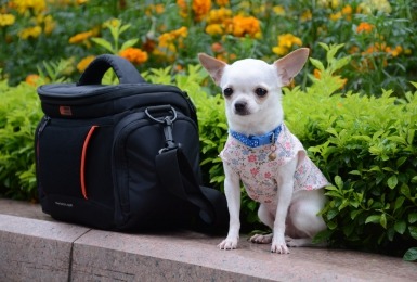 Chihuahua naast reistas