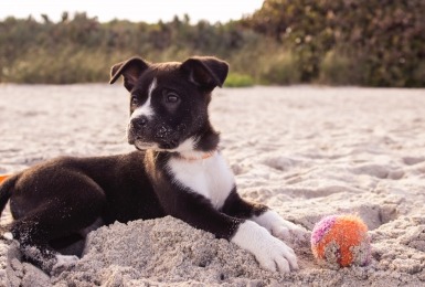 Hond speelt met bal op het strand