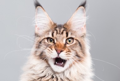 Maine Coon