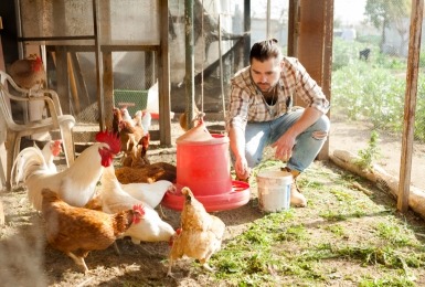 Man zit gehurkt in kippenren