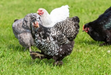 Meerdere Brahma kippen