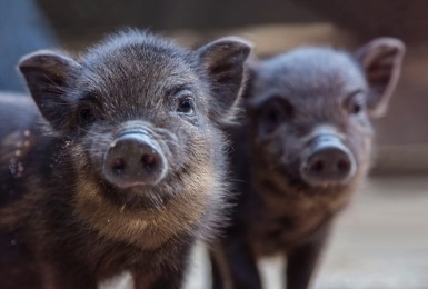 Göttinger minivarkens