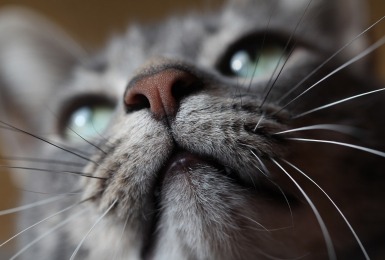 Moet een kat een natte neus hebben?