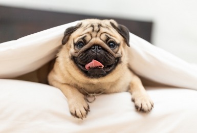 de_mopshond_speels_en_schattig