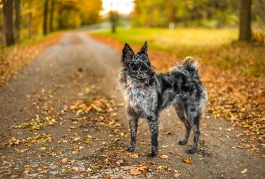 mudi in een bos
