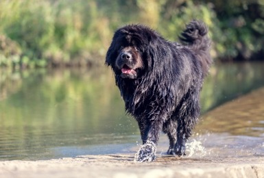 Een grote zwart newfoundlander met de poten in het water.