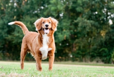 Nova Scotia duck tolling retriever