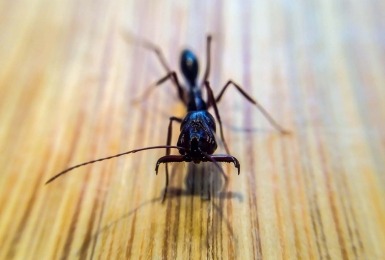 Aziatische klapkaakmier 