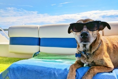 Op vakantie met hond? Let dan hierop!