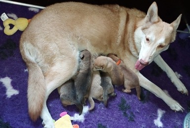 Ostar zoogt haar pupjes