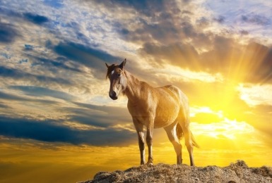 Intense avondzon schijnt op een paard dat in de wolken lijkt te staan