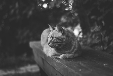 Wat als mijn kat overleden is?