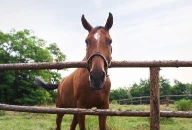 Paard staat achter omheining