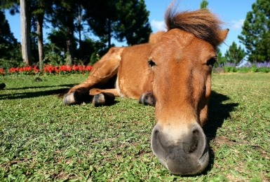 Paard ligt neer in het gras