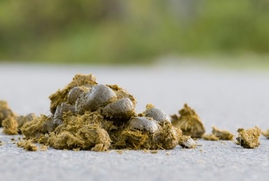 Hoopje paardenmest ligt op straat 