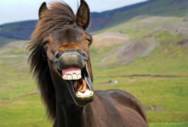 Lachend IJslands paard