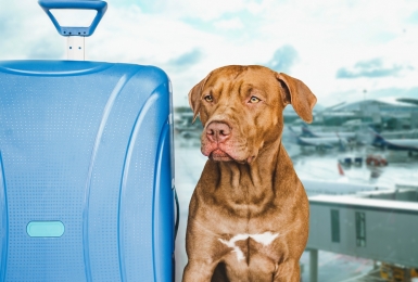 Pitbull zit naast reiskoffer