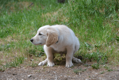 plassende puppy