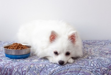 Witte pomeriaan of dwergkeeshond ligt naast eetkom met brokken 